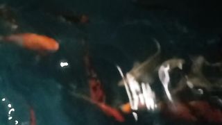 Kolam ikan koy