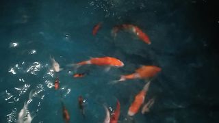IKAN KOY RUMAHAN