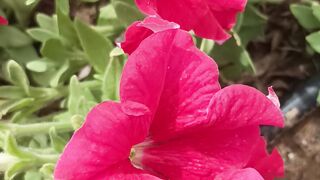 Beautiful red rose