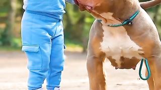 Cute Baby with big dog - Kids Love pets