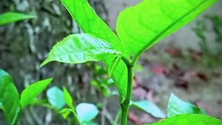 Green Tree