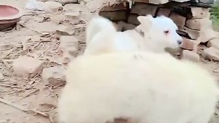 2 Dogs playing