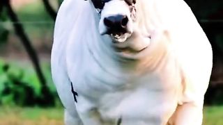 Beautiful Cows