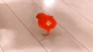 Cute Cat & Cute Chick Fighting