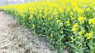 Natural beauty of bangladesh