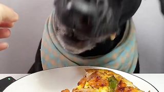 Dog Eating pizza Asmr