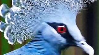 Ai Video