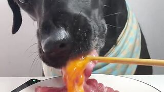 Dog eat meat AsMr