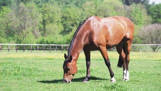 Horse vedeos Pakistani horse