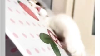 Funny Cats???????? #cat #cats
