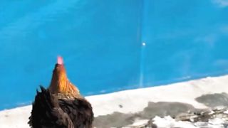 Dog save the hen ❤️