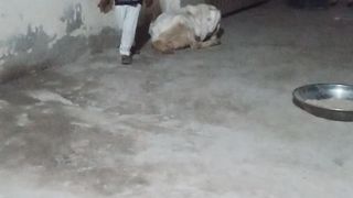 This video is funy