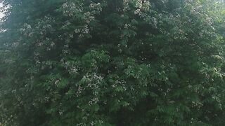Tree ???? flowers ????????