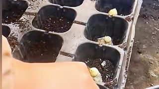 Ginger plants