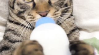 My cat loves to drink milk