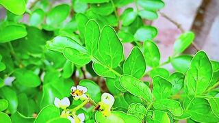 Food Tree