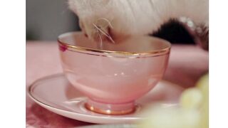 cat drinking coffee
