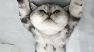 My cat is lying on the floor