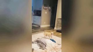 Funniest Animals Video - Best Cats and Dogs Videos