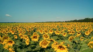 sun flowers