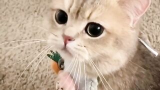 Cute cat