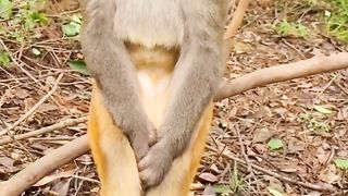 Animal Best And Funny Short Video