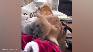 It's Hard Not to Laugh???? Best Funny Animals Video 2024 ????