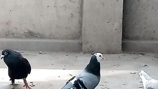 Beautiful bird ???? bird peigon