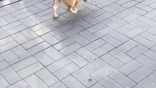 A dog with a short spine