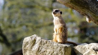 Meerkat standing cute#Funny animals#Funny videos