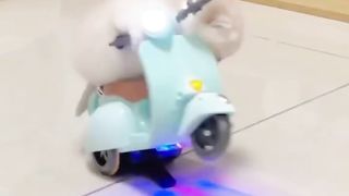 Baby cat play ????