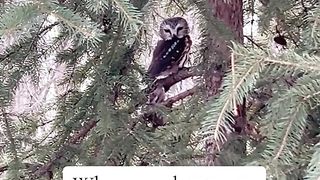 Video on a smartphone and a professional camera with a TV set