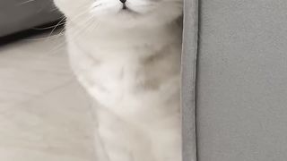 Fears of Sonya's cat????#cat #cats