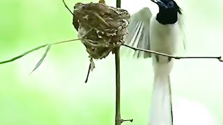 A Mother