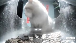 Sister of Miss Cutie Patootie ????: Round Ca