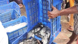 Fish Market