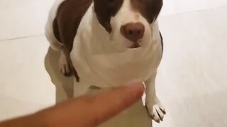 funny dogs