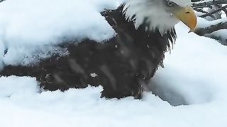 The eagle hatches its eggs in the snow