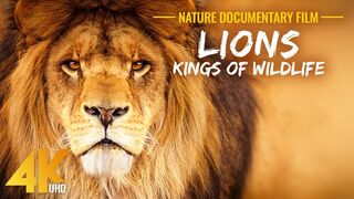 Lion hunting forest.