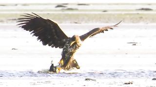 The geese put up a fight against the eagle
