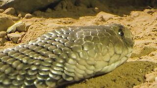 King Cobra Preys on snakes