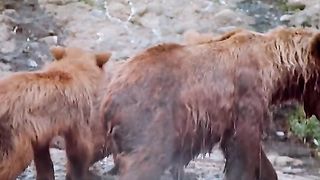 Mother Bear teaches her children to hunt fish in the river