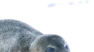 Mother Sea Lion calls her child to swim