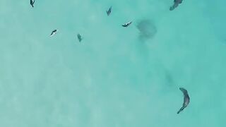 Hunting penguins and sea lions
