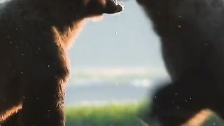 Bears fight over females