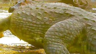 Hippopotamus Calm down, there is a big crocodile entering the river
