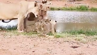 Lion cub playing under mother's watch