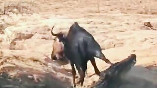 The crocodile gets the buffalo's leg