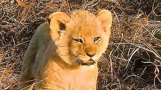 Cute cute lion cub