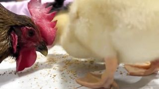 Funny and animals video hd